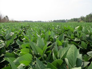 Property photo 27 - 805+/- Acre Land Auction Offered in 5 Tracts in Northwest Missouri