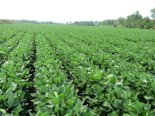 Property photo 14 - 805+/- Acre Land Auction Offered in 5 Tracts in Northwest Missouri