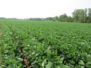 Property photo 4 - 805+/- Acre Land Auction Offered in 5 Tracts in Northwest Missouri
