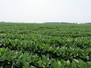 Property photo 39 - 805+/- Acre Land Auction Offered in 5 Tracts in Northwest Missouri
