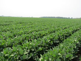 Property photo 13 - 805+/- Acre Land Auction Offered in 5 Tracts in Northwest Missouri