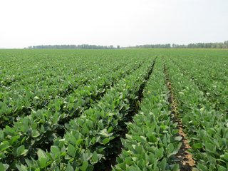 Property photo 40 - 805+/- Acre Land Auction Offered in 5 Tracts in Northwest Missouri