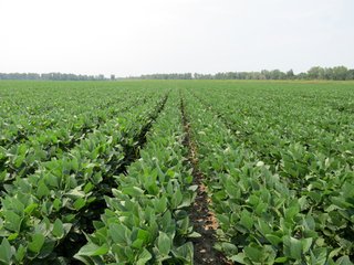 Property photo 1 - 805+/- Acre Land Auction Offered in 5 Tracts in Northwest Missouri