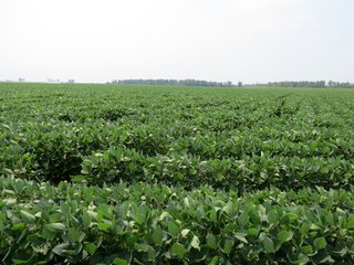 Property photo 31 - 805+/- Acre Land Auction Offered in 5 Tracts in Northwest Missouri