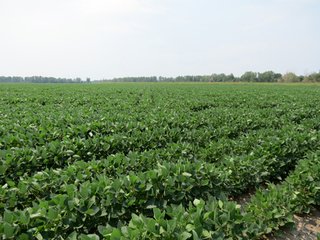 Property photo 8 - 805+/- Acre Land Auction Offered in 5 Tracts in Northwest Missouri