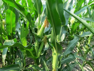 Property photo 26 - 805+/- Acre Land Auction Offered in 5 Tracts in Northwest Missouri