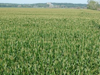 Property photo 3 - 805+/- Acre Land Auction Offered in 5 Tracts in Northwest Missouri