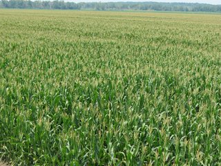 Tract 2 - 805+/- Acre Land Auction Offered in 5 Tracts in Northwest Missouri