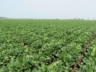 Property photo 37 - 805+/- Acre Land Auction Offered in 5 Tracts in Northwest Missouri
