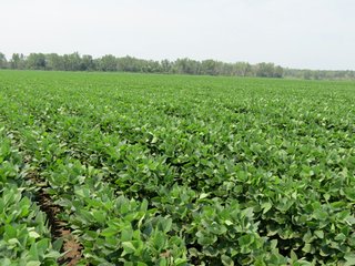 Property photo 44 - 805+/- Acre Land Auction Offered in 5 Tracts in Northwest Missouri