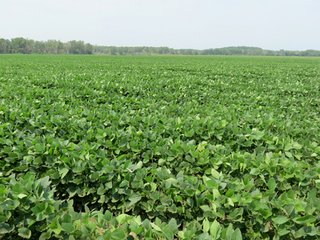 Tract 3 - 805+/- Acre Land Auction Offered in 5 Tracts in Northwest Missouri
