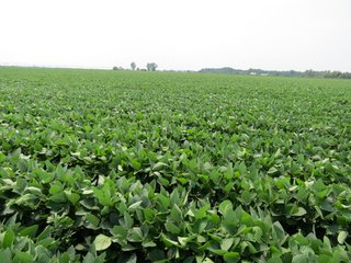Property photo 10 - 805+/- Acre Land Auction Offered in 5 Tracts in Northwest Missouri