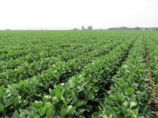 Property photo 28 - 805+/- Acre Land Auction Offered in 5 Tracts in Northwest Missouri