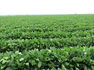 Tract 1 - 805+/- Acre Land Auction Offered in 5 Tracts in Northwest Missouri