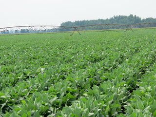 Property photo 6 - 805+/- Acre Land Auction Offered in 5 Tracts in Northwest Missouri