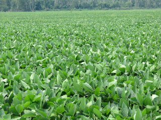 Property photo 41 - 805+/- Acre Land Auction Offered in 5 Tracts in Northwest Missouri