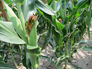 Property photo 2 - 805+/- Acre Land Auction Offered in 5 Tracts in Northwest Missouri