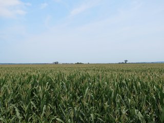 Property photo 20 - 805+/- Acre Land Auction Offered in 5 Tracts in Northwest Missouri