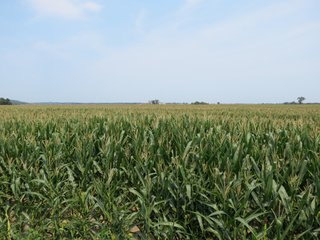 Property photo 43 - 805+/- Acre Land Auction Offered in 5 Tracts in Northwest Missouri