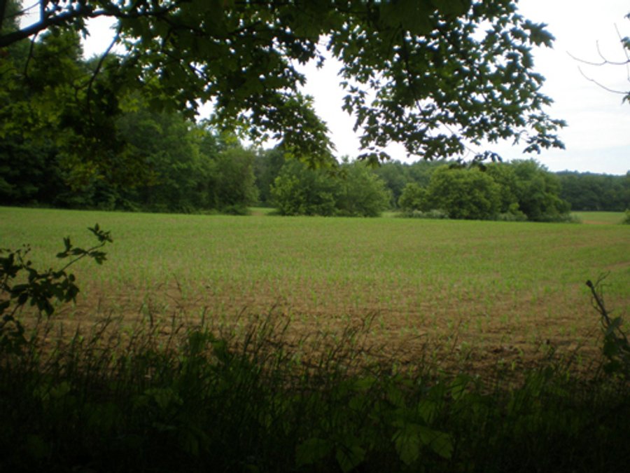 Nice Brookville Lake Area Real Estate Auction - 94 +/- Acres Offered in 3 Tracts