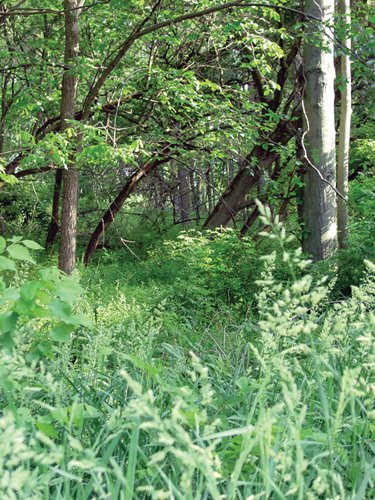 Property photo 42 - 20+/- Acres Offered in 2 Tracts Real Estate Auction and Personal Property Auction