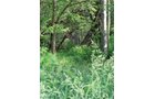Property photo 42 - 20+/- Acres Offered in 2 Tracts Real Estate Auction and Personal Property Auction