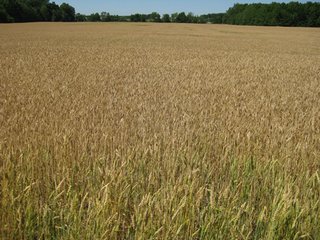 Property photo 6 - 80+/- Acre Land Auction Offered in 3 Tracts with a 5 Bedroom Country Home