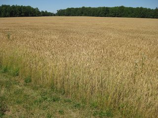 Property photo 1 - 80+/- Acre Land Auction Offered in 3 Tracts with a 5 Bedroom Country Home