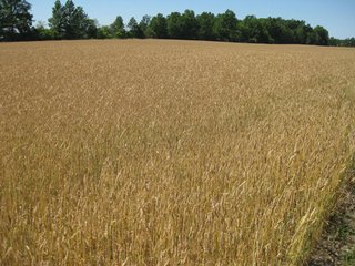 Property photo 7 - 80+/- Acre Land Auction Offered in 3 Tracts with a 5 Bedroom Country Home