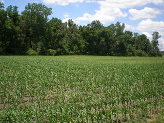 Property photo 19 - 143 Acres offered in 5 Tracts - Real Estate Auction