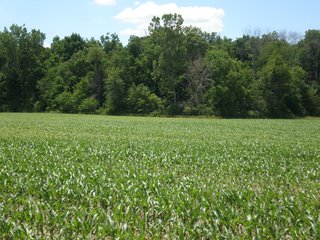 Property photo 8 - 143 Acres offered in 5 Tracts - Real Estate Auction