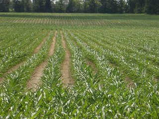 Property photo 4 - 143 Acres offered in 5 Tracts - Real Estate Auction