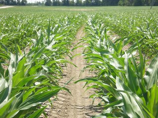 Property photo 13 - 143 Acres offered in 5 Tracts - Real Estate Auction