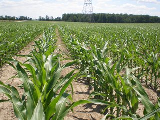 Property photo 2 - 143 Acres offered in 5 Tracts - Real Estate Auction