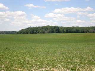 Property photo 26 - 143 Acres offered in 5 Tracts - Real Estate Auction