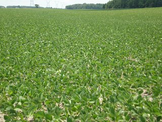 Property photo 21 - 143 Acres offered in 5 Tracts - Real Estate Auction