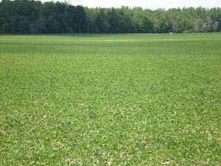 Property photo 14 - 143 Acres offered in 5 Tracts - Real Estate Auction