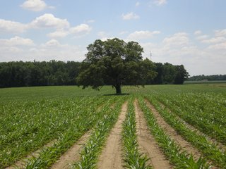 Property photo 28 - 143 Acres offered in 5 Tracts - Real Estate Auction