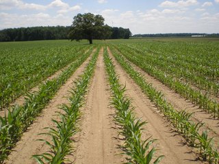 Property photo 1 - 143 Acres offered in 5 Tracts - Real Estate Auction