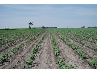Property photo 1 - 284 +/- Acres Offered in 5 Tracts - Farmland Auction