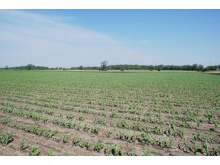 Property photo 6 - 284 +/- Acres Offered in 5 Tracts - Farmland Auction