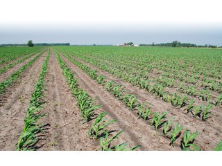 Property photo 2 - 284 +/- Acres Offered in 5 Tracts - Farmland Auction