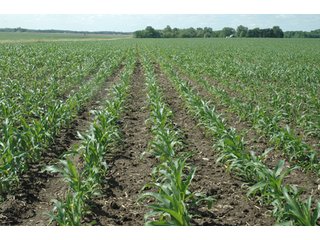 Property photo 19 - 462 +/- Acres Offered in 5 Tracts - Illinois Farmland Auction