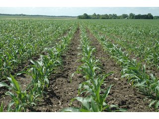 Property photo 41 - 462 +/- Acres Offered in 5 Tracts - Illinois Farmland Auction