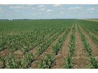 Property photo 31 - 462 +/- Acres Offered in 5 Tracts - Illinois Farmland Auction