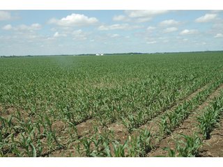 Property photo 25 - 462 +/- Acres Offered in 5 Tracts - Illinois Farmland Auction