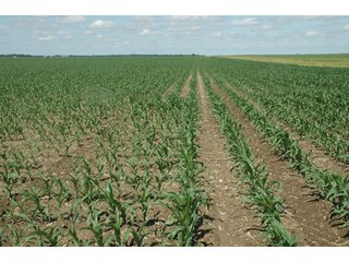 Property photo 27 - 462 +/- Acres Offered in 5 Tracts - Illinois Farmland Auction