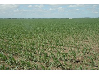 Property photo 37 - 462 +/- Acres Offered in 5 Tracts - Illinois Farmland Auction
