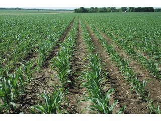 Property photo 46 - 462 +/- Acres Offered in 5 Tracts - Illinois Farmland Auction