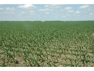 Property photo 42 - 462 +/- Acres Offered in 5 Tracts - Illinois Farmland Auction